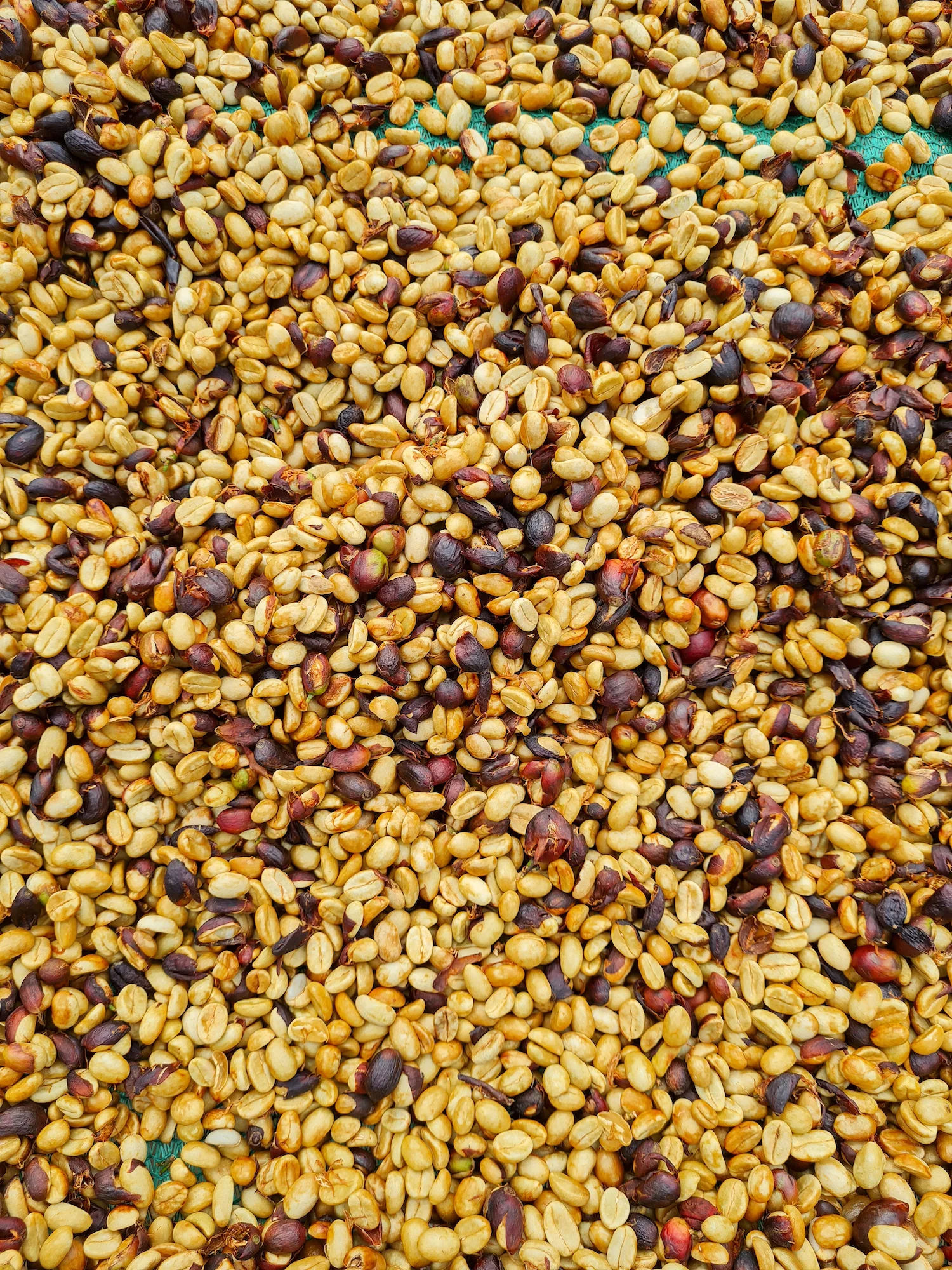 Lactic Ferment (Medium-Dark) - Image 4