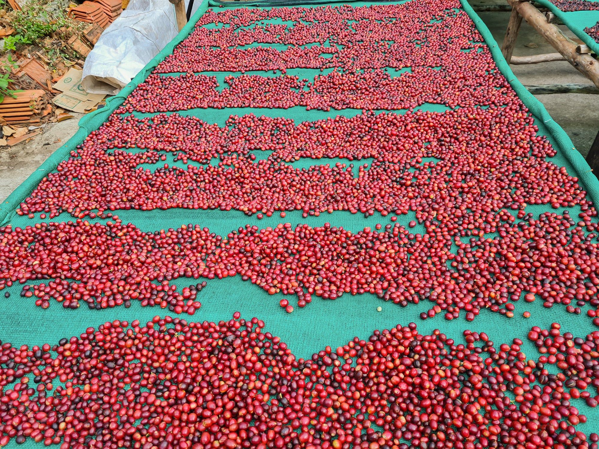 Naturals (Medium-Dark) - Image 4