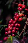 Decaffeinated Roasted Coffee Beans Sample Packet — light_medium roast Arabica coffee from Bababudangiri