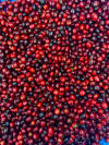 Couverture Canephora - Filter Roast - Pre-Order Now — light roast Robusta coffee from Pulneys, Tamil Nadu