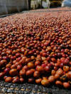 Couverture Canephora - Filter Roast - Pre-Order Now — light roast Robusta coffee from Pulneys, Tamil Nadu