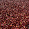 Good Evening - the Sundowner - Roasted on 15/01 — medium dark roast roast Arabica coffee from Koraput, Odisha