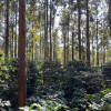 Good Evening - the Sundowner - Roasted on 15/01 — medium dark roast roast Arabica coffee from Koraput, Odisha