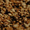 Trousseau Adwaita - Roasted on 22/04 — Light to Medium roast Arabica coffee from Koraput, Odisha