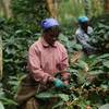 coffee_farm_same_dimension