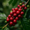 City Roast – Medium Roast Arabica Coffee Beans — medium - dark roasted roast Arabica coffee