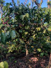Robusta Coffee – Dark Roast — Dark Roast roast Robusta coffee