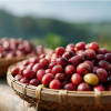 Robusta Coffee – Dark Roast — Dark Roast roast Robusta coffee