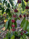 Full City Roast – Medium Dark Roast Arabica Coffee Beans — Medium Dark Roast roast Arabica coffee