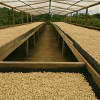 Full City Roast – Medium Dark Roast Arabica Coffee Beans — Medium Dark Roast roast Arabica coffee
