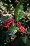 Curveball — light roast Excelsa coffee