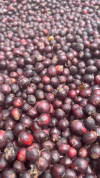 Curveball — light roast Excelsa coffee