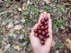 Curveball — light roast Excelsa coffee