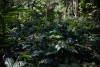Kurinji — Arabica coffee from Pushpagiri Range Of Coorg