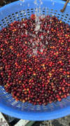 Mind = Blown — light roast roast Arabica coffee
