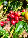 Nātakurinji — light roast Arabica coffee from Kodaikanal