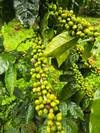Nātakurinji — light roast Arabica coffee from Kodaikanal