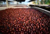 Pūrnashadjam — medium roast Robusta coffee from Coorg