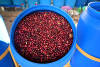 Pūrnashadjam — medium roast Robusta coffee from Coorg