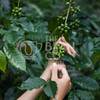 green-arabica-coffee-fruits-in-tender-woman-hands-2023-11-27-05-20-54-utc