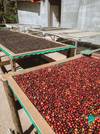 Naturals (Light-Medium) — Light-Medium roast Arabica coffee from Bababudangiri Range In Chikkamagaluru, Karnataka