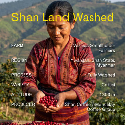 Myanmar Shan Land Fully Washed by Bermito Coffee Roasters