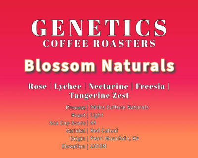 Blossom Naturals - 96hrs Culture Process by Genetics Coffee
