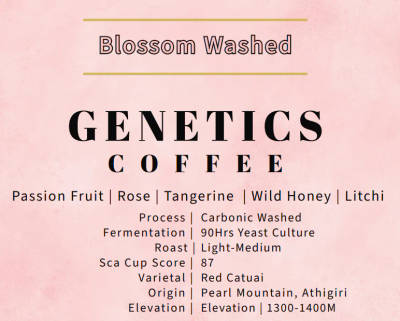 Blossom Washed - 90hrs Sequential Yeast Culture by Genetics Coffee