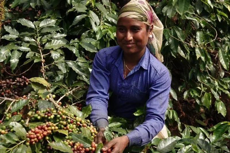 Kalledevarapura Honey — medium roasted roast coffee