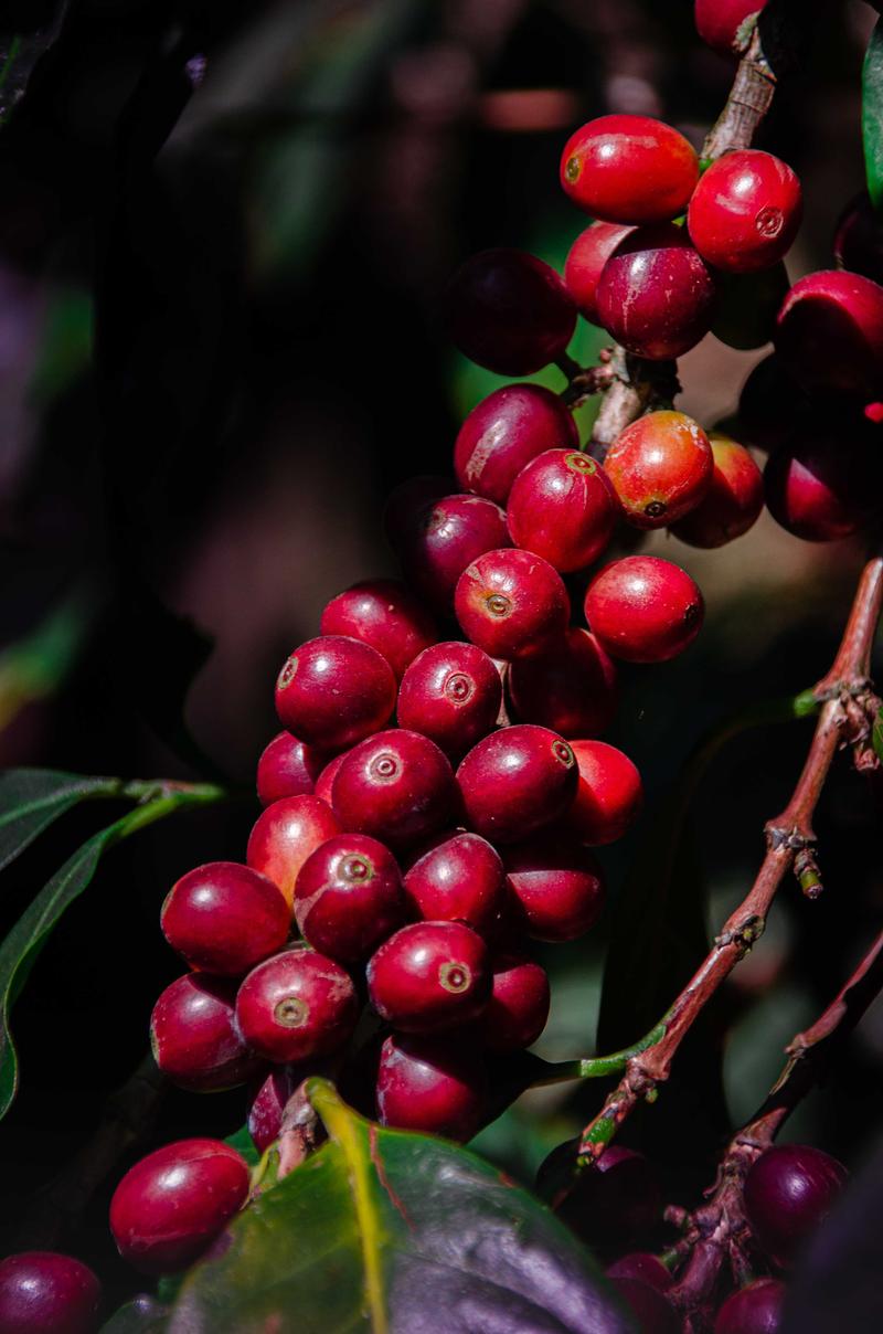 Decaffeinated Roasted Coffee Beans Sample Packet — light_medium roast Arabica coffee from Bababudangiri