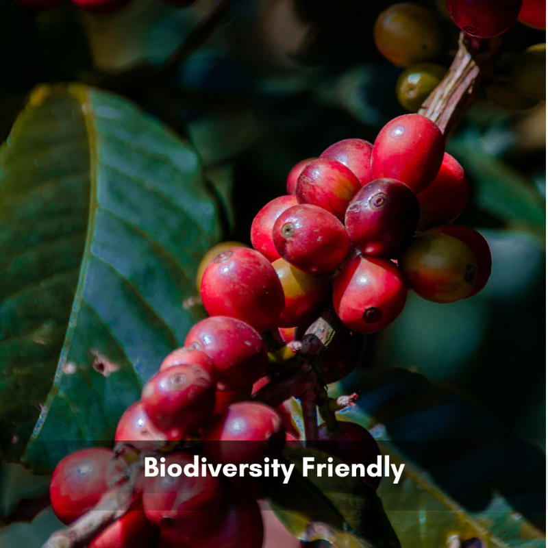 Intenso Fermentation Green Beans — light roast Arabica coffee from Bababudangiri