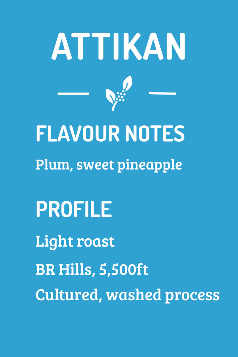 Attikan Estate — light roast roast Arabica coffee from Biligiriranga Hills