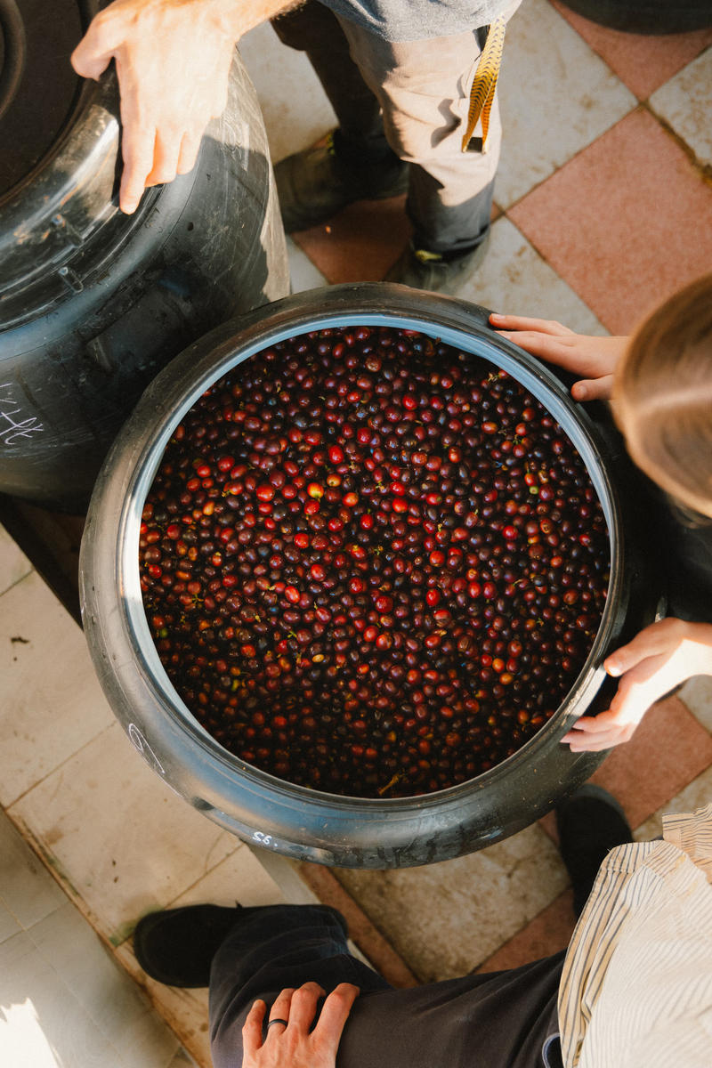 Kerehaklu Mossto Washed Arabica — Arabica coffee from Chikmagalur, Karnataka, India
