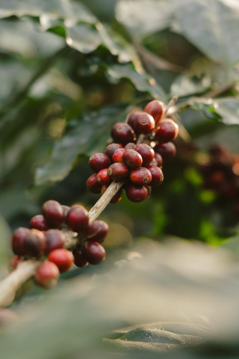 Kerehaklu Mossto Washed Arabica — Arabica coffee from Chikmagalur, Karnataka, India
