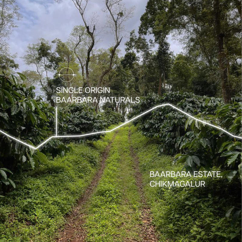 Baarbara Naturals — Medium Light roast Arabica coffee from Chikmagalur, Karnataka