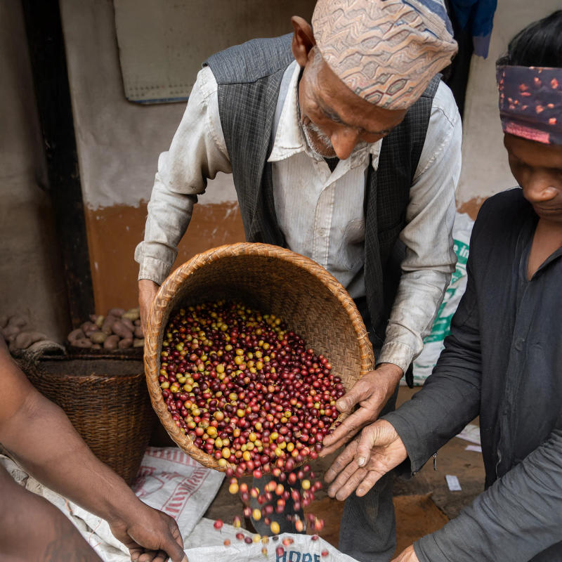 Kaski, Nepal — Medium-Light Roast roast Arabica coffee from Kaski, Nepal