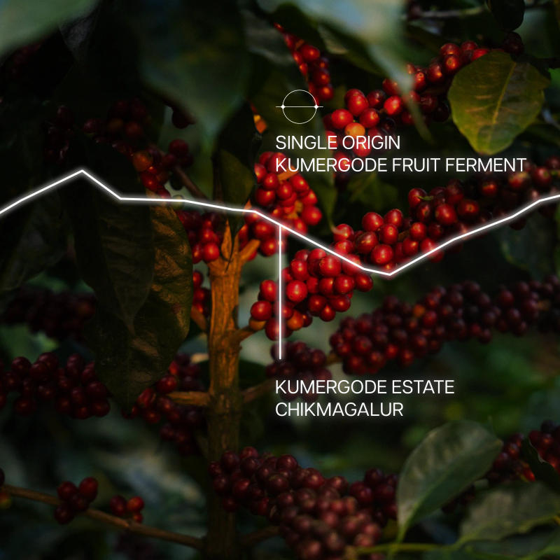 Kumergode Fruit Ferment — Medium Light roast Arabica coffee from Chikmagalur, Karnataka