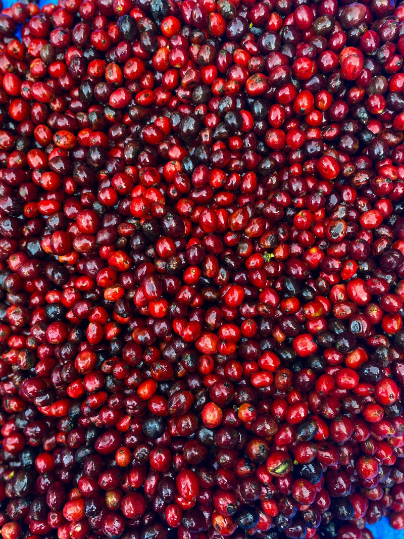 Couverture Canephora - Filter Roast - Pre-Order Now — light roast Robusta coffee from Pulneys, Tamil Nadu