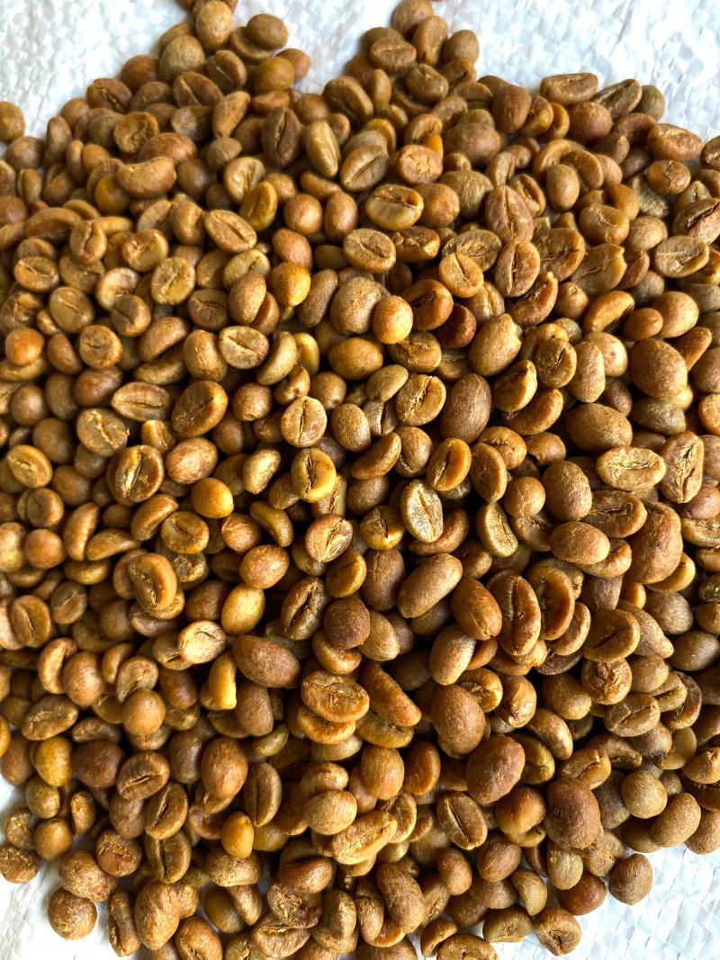 Couverture Canephora - Filter Roast - Pre-Order Now — light roast Robusta coffee from Pulneys, Tamil Nadu