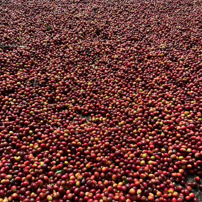 Good Evening - the Sundowner - Roasted on 15/01 — medium dark roast roast Arabica coffee from Koraput, Odisha