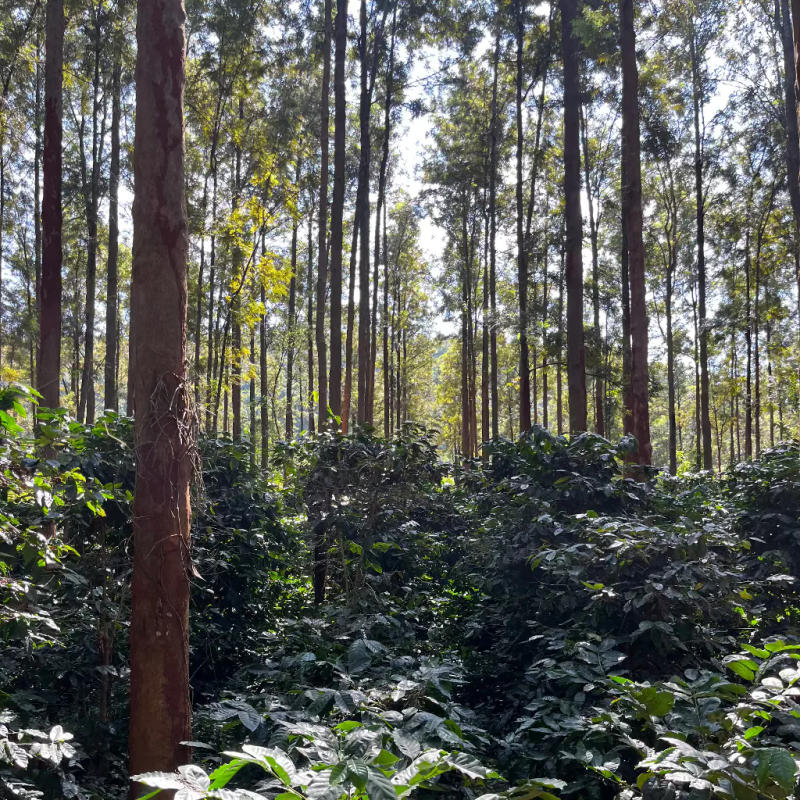 Good Evening - the Sundowner - Roasted on 15/01 — medium dark roast roast Arabica coffee from Koraput, Odisha