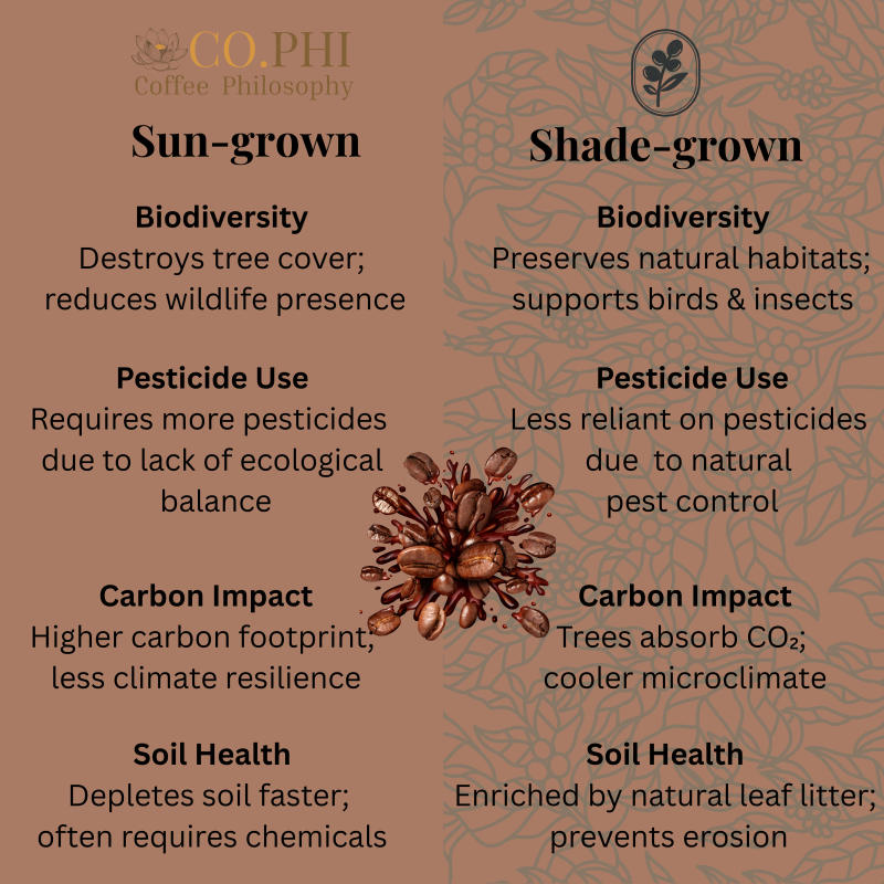 Cinnamystic — medium roast Blend coffee from Coorg, Karnataka