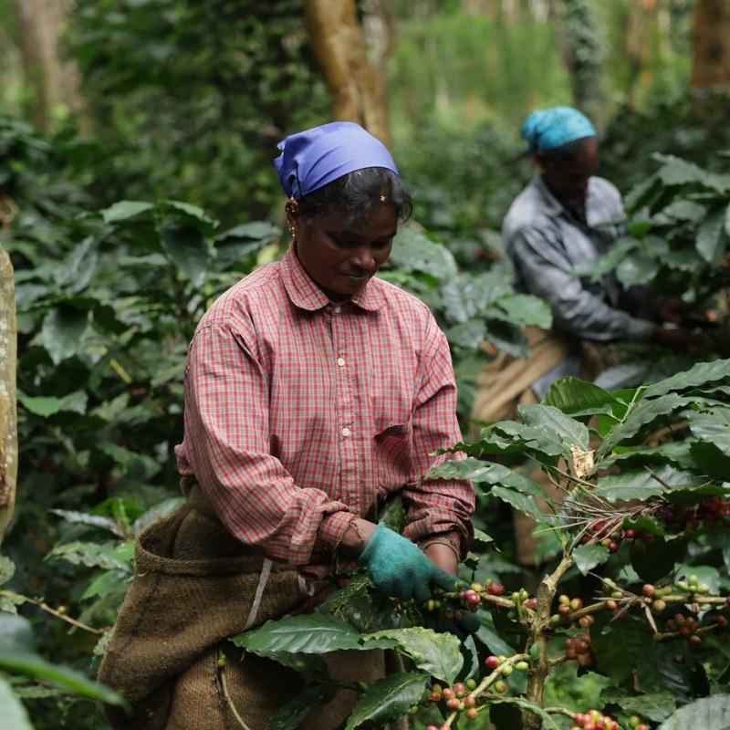 coffee_farm_same_dimension