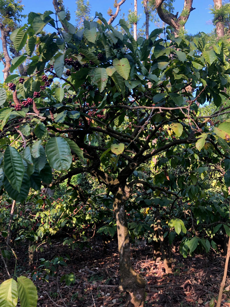 Robusta Coffee – Dark Roast — Dark Roast roast Robusta coffee