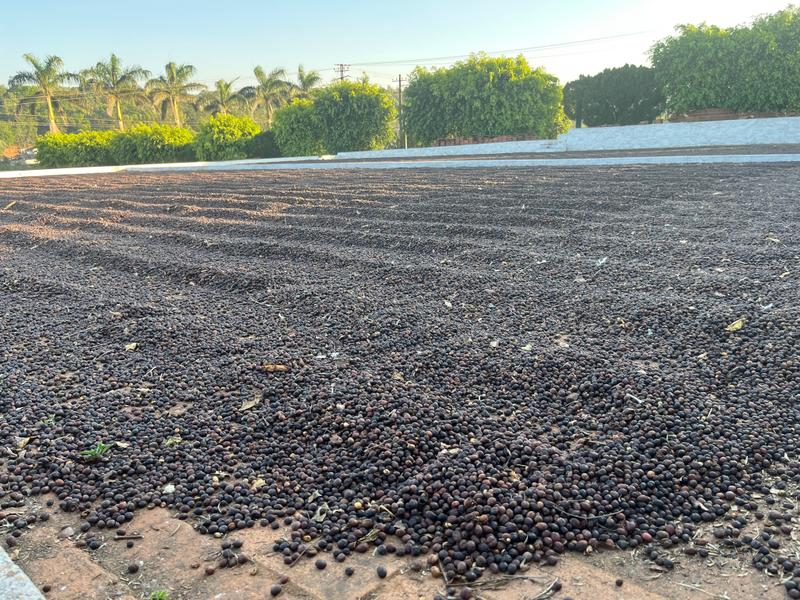 Robusta Coffee – Dark Roast — Dark Roast roast Robusta coffee