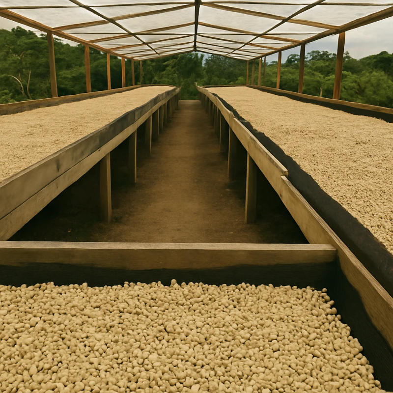 Full City Roast – Medium Dark Roast Arabica Coffee Beans — Medium Dark Roast roast Arabica coffee