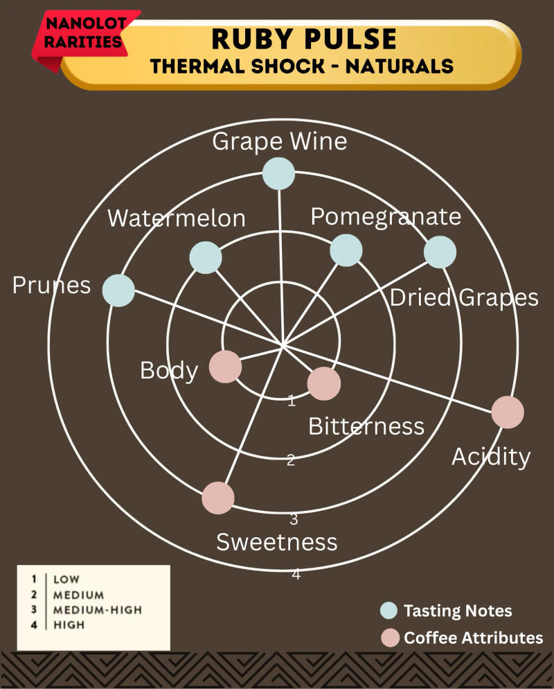 Thermal Shock - Ruby Pulse - Kalyancool Estate (In-House) — Light Plus roast Arabica coffee from Chikmagalur