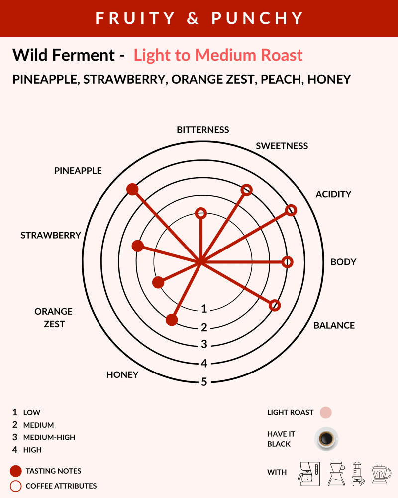 Wild Ferment - Light to Medium Roast — Medium Roast roast Arabica coffee from Chikkamagaluru