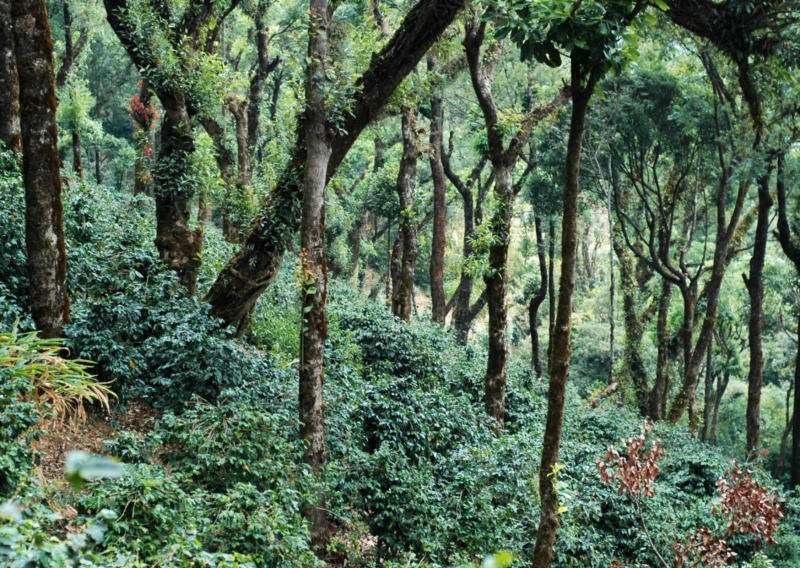 Ārabhi — Arabica coffee from Chikmagalur