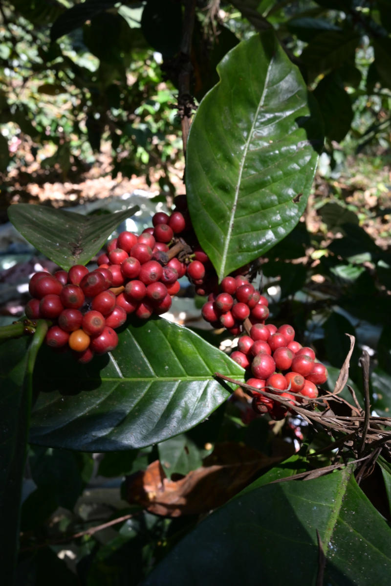 Curveball — light roast Excelsa coffee